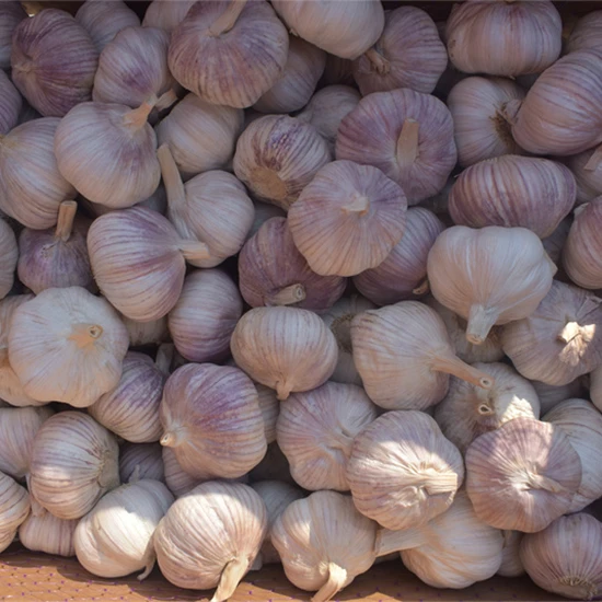 20kg Toplu Sarımsak